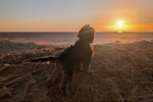 Mocha  at the Sunrise
