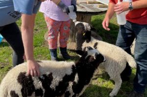 Pathways Care Farm - peopel and sheep