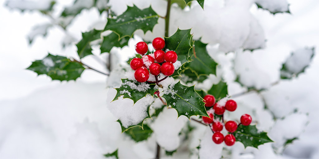 RedinWinter Blog banner