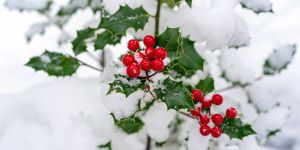Holly in the snow